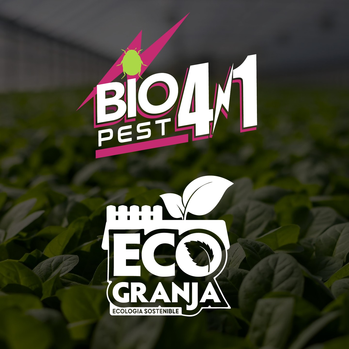 329628592 123710257089126 4812210189538436851 n